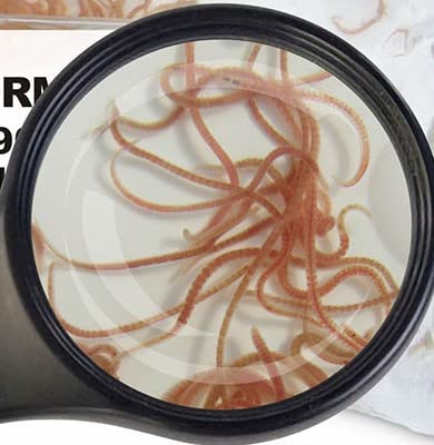  Glanzwürmer 10x 90 ml frisches gekühltes schneller Versand