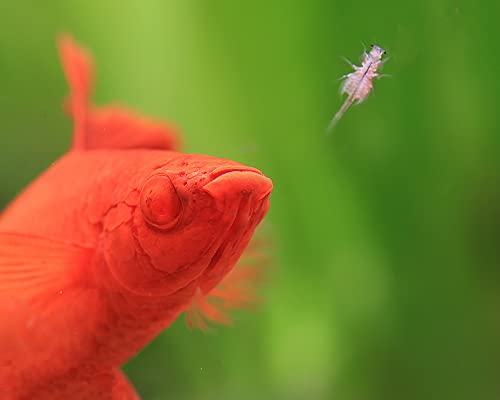 NatureHolic Lebendfutter Artemia Nauplien