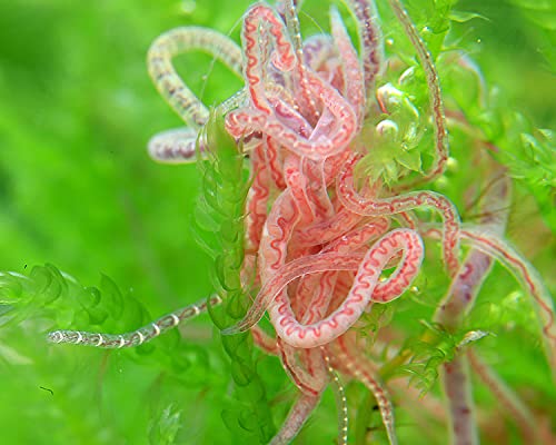 NatureHolic Lebendfutter Tubifex I nährstoffreich I gutes Naturfutter I Wasserbewohner I Nachzucht möglich