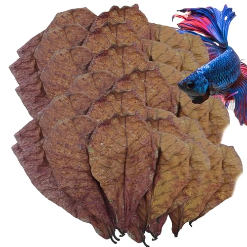 Betta Garnelenblätter Catappa -Blätter Für Einsiedlerkrabben - PH -Gleichgewicht Wasser Conditioner Für Aquarium Schildkrötenpanzer Fischtank Für Schildkröten Wels Lebensraumzub