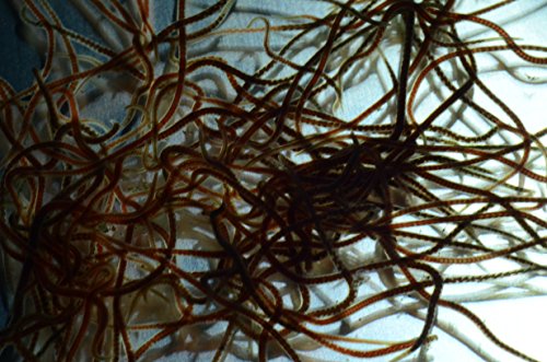 5 x 100ml Lebendfutter Glanzwürmer California Blackworms Lumbriculus variegatus Black Worms