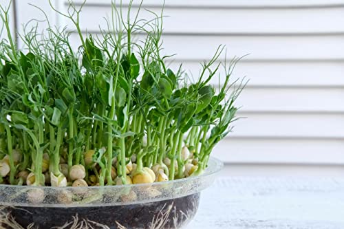 Pea Sprouts Organic Germinating Seed for Sprouts Microgreens Germinating Raw Food