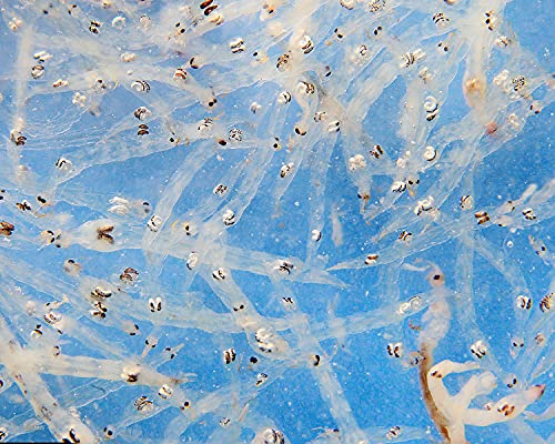 NatureHolic Lebendfutter Weiße Mückenlarven für Fische ab 3 cm Krabben Flusskrebse - 180 ml