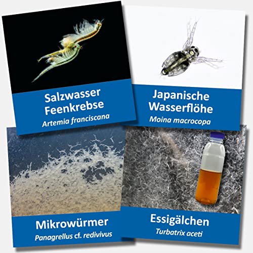AQ4Aquaristik Großes Lebendfutter-Set Artemia Essigälchen Mikrowürmer und Wasserflöhe - Zuchtansätze mit Anleitung - Lebendfutter für Aquarienfische auch für Jungfische geeignet