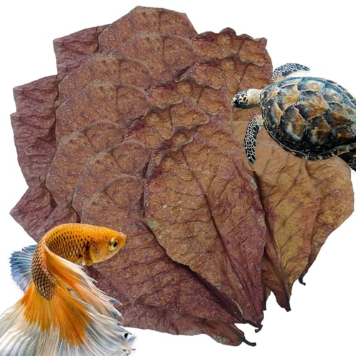 Betta Shrimp Blätter - Natürliches Mandelblatt Für Fischtank Aquariumwasser Conditioner PH -Gleichgewicht Botanisch Für Schildkrötenlebensraum Wels Froschtankpflege Bio -Wasserpflanze Für Gesund