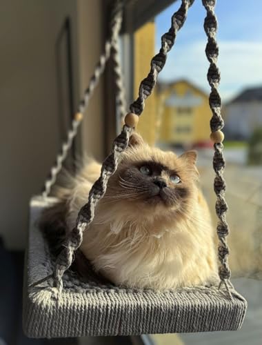 Katzen Fensterliege XXL - Phinias Katzenliege Fensterplatz mit Fensterhaken - Für Großkatzen wie Main-Coone Norwegische Waldkatzen Anthrazit