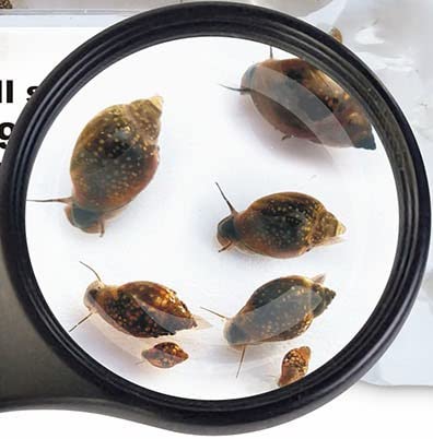 Blasenschnecken Lebendfutter von SAHAWA 90 ml Beutel Hochwertiges Fischfutter für Süßwasser-Aquarien