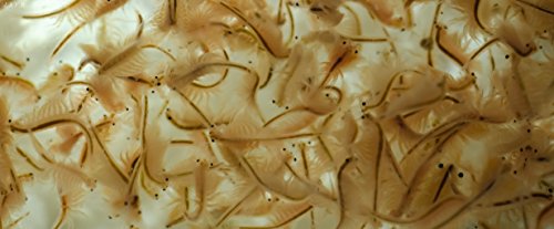 150ml Lebendfutter Lebende Artemia Salina Salinekrebse