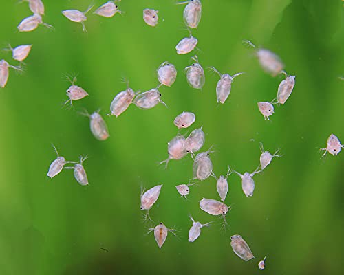 NatureHolic Lebendfutter Wasserflöhe Daphnien I perfekte Ballaststoffquelle I Vitaminhaltig I gesunder Snack I gut als Zuchtansatz nutzbar