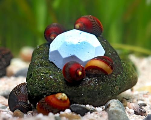 NatureHolic Crustarock Blue Spirulina Mineralfutter mit blauem Spirulina Unterstützt Häutung Gehäuseaufbau Für Garnelen Schnecken Krebse Krabben im Aquarium 15 Stück