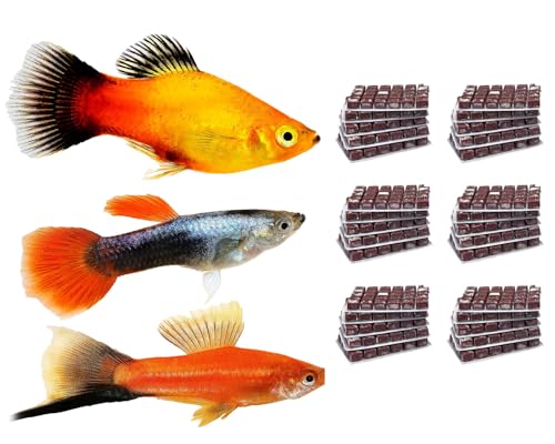 NatureHolic Frostfutter Mix Lebendgebärende 24 Blister 100g Artemia Copepoden Daphnien Gammarus Rote und Weiße Mückenlarven Schockgefrostetes Naturfutter für Guppy Platy Molly Co