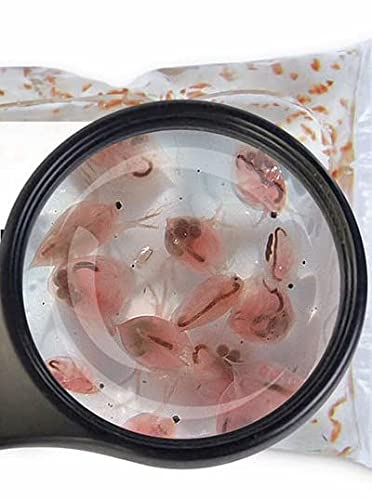 SAHAWA Daphnien Wasserflöhe 5 x90ml Beutel für Zierfische Fischfutter Lebendfutter