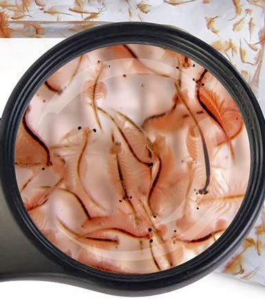 Mini Artemia- Mini Size Nauplien 10 x 45 ml frisch geschlüpftes kleinst Futter auch für Aufzucht Fischfutter SAHAWA Lebendfutter