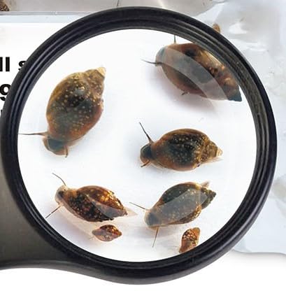Lebendfutter Blasenschnecken klein 10 X 90ml Fischfutter SAHAWA Futterschnecken für Kugelfische und Schmerlen