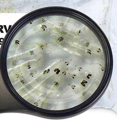  25x 90ml Weiße Mückenlarven