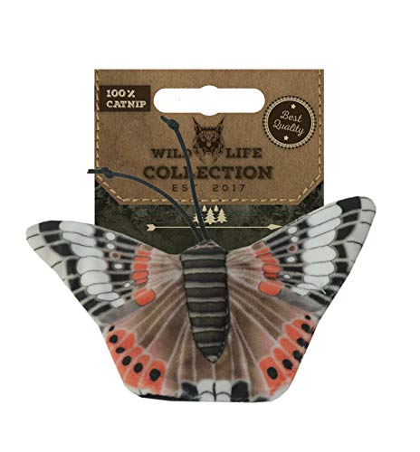 Wild Life Cat Red Admiral Butterfly Admiral Schmetterling