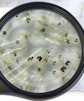 Sahawa Lebendfutter Fischfutter weiße Mückenlarven 10x 45ml Beutel