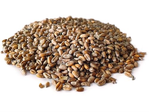 Tigernuessekaufen.de Weizen 20KG Karpfen Futter